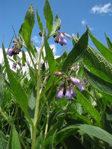 Symphytum officinale.JPG
